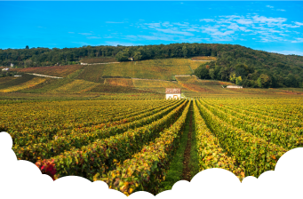 Photo qui représente des vignes "Beaujolais blanc"